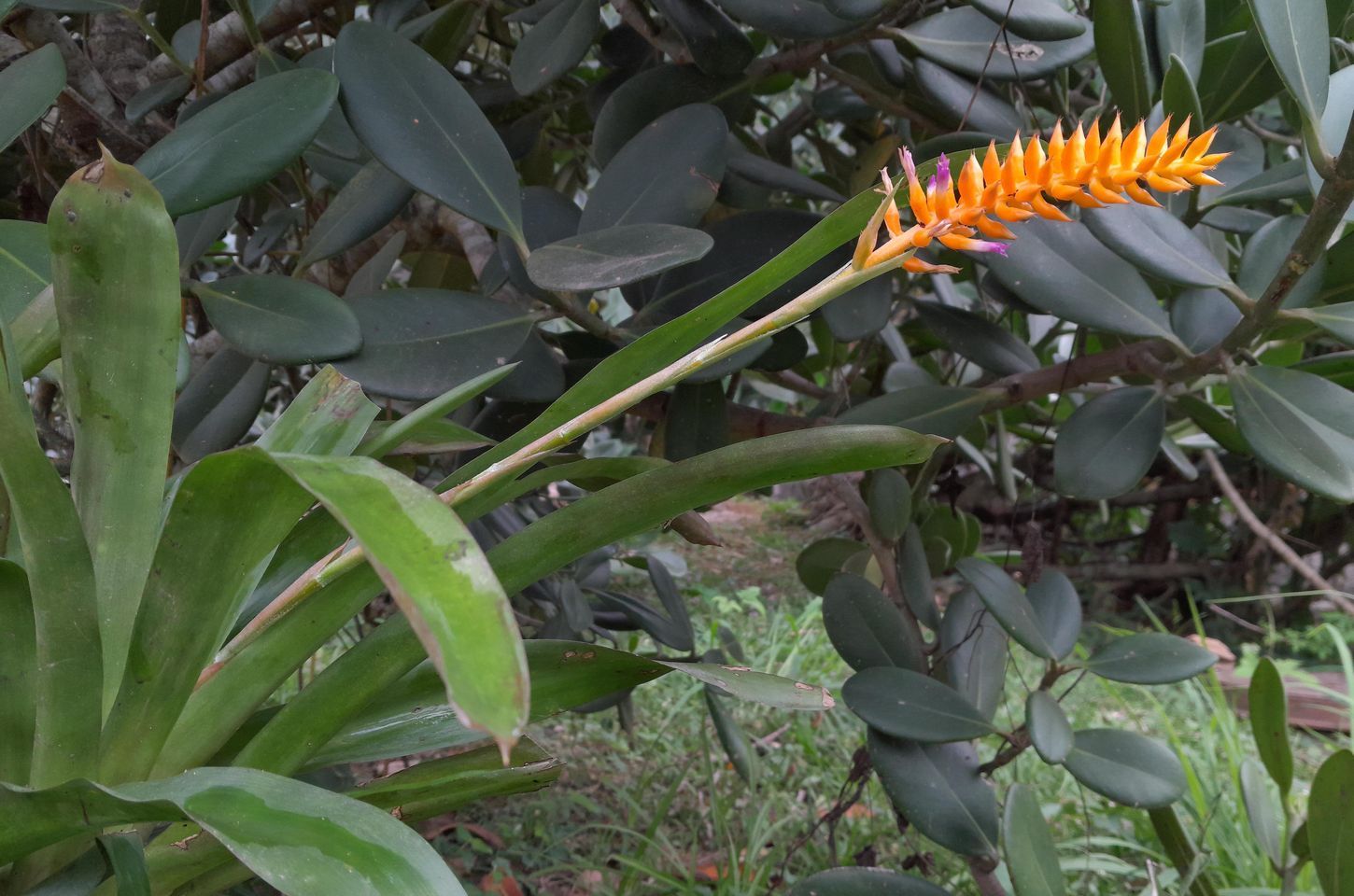 Jardim Botânico do Rio descobre bromélia rara com cores inusitadas