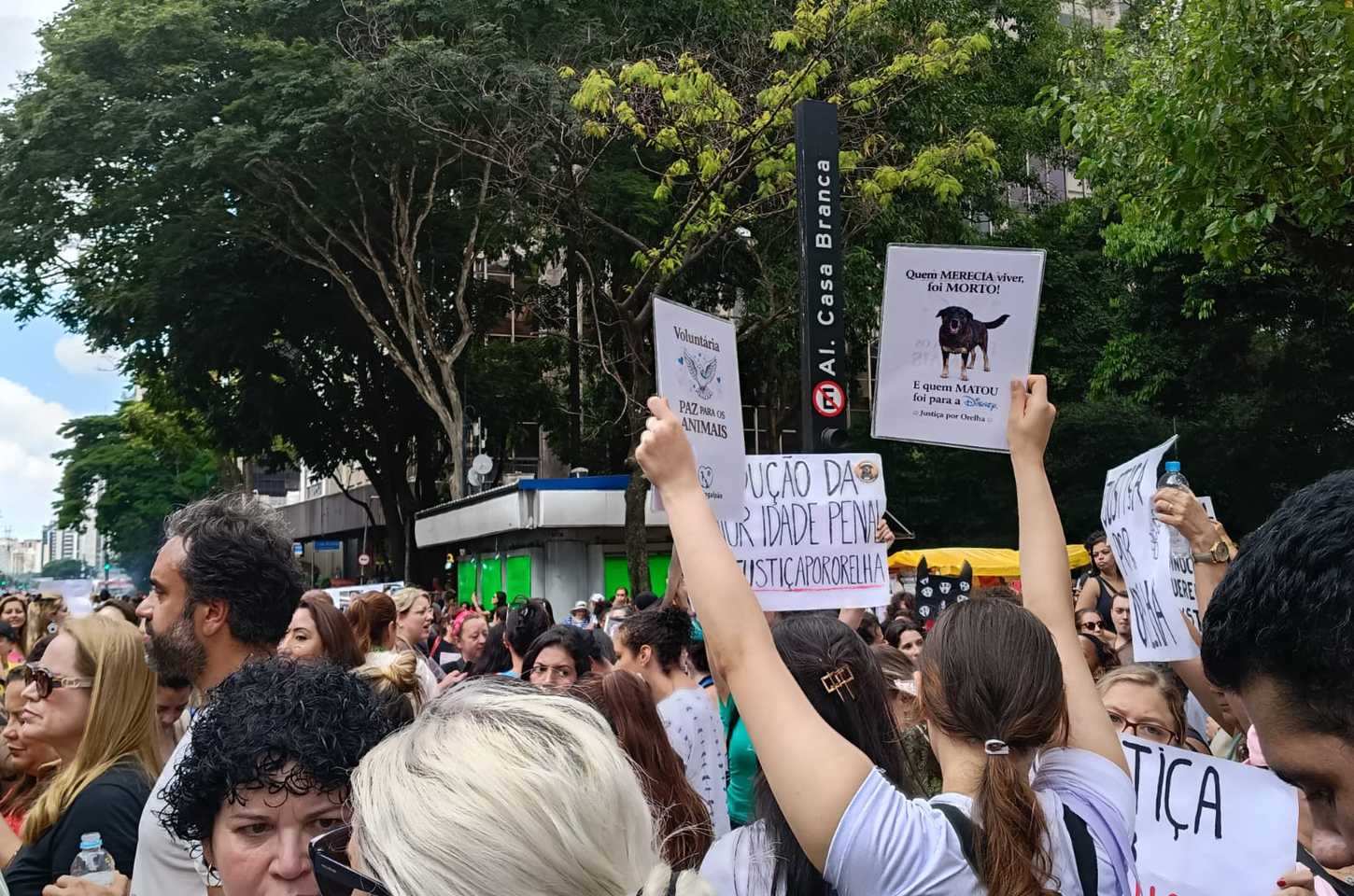 Justiça de Florianópolis arquiva caso do cão Orelha após pedido do MP