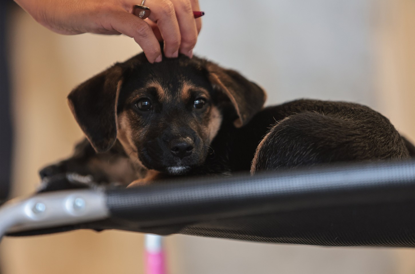 Lei estabelece guarda compartilhada de pets após separação de casais