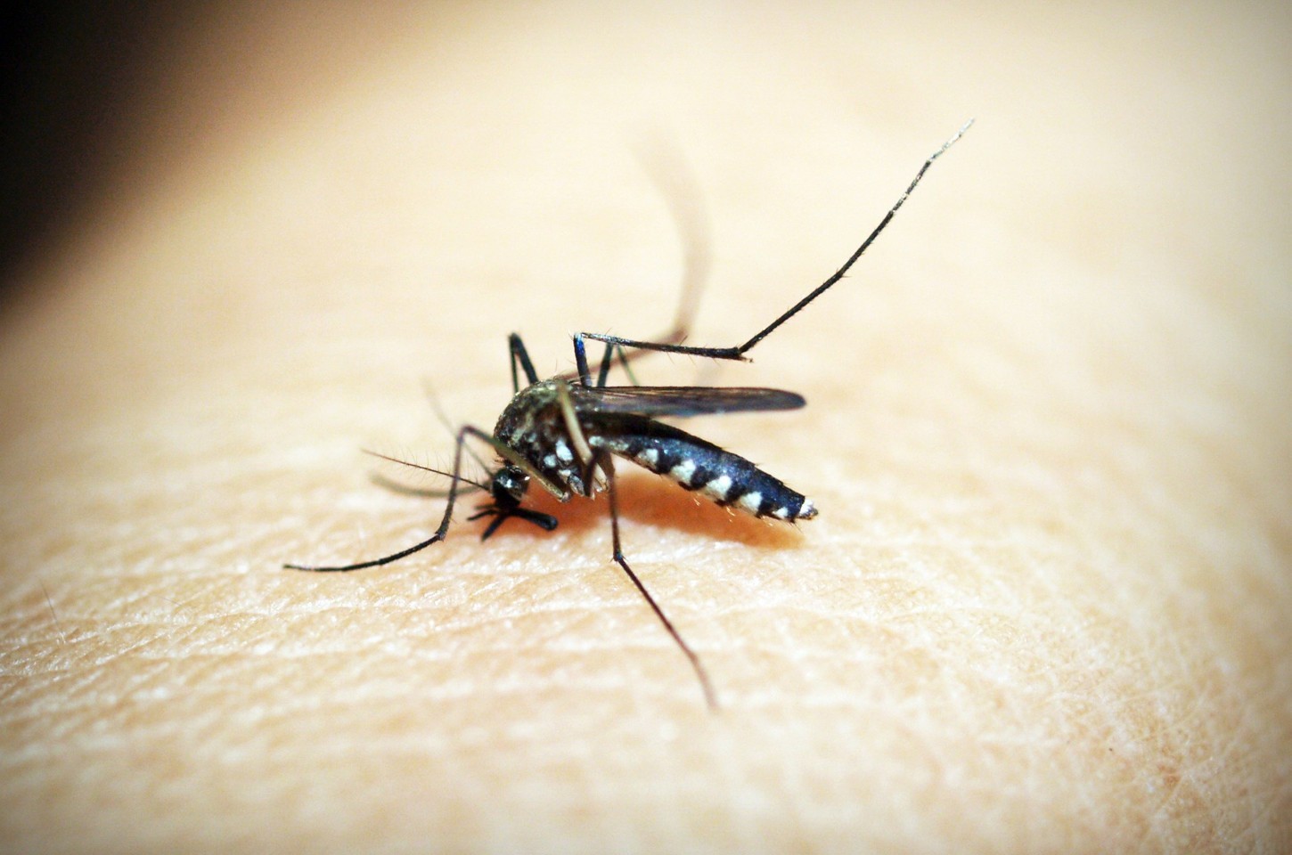 Maior estudo mundial sobre Zika na infância revela impacto devastador no Brasil