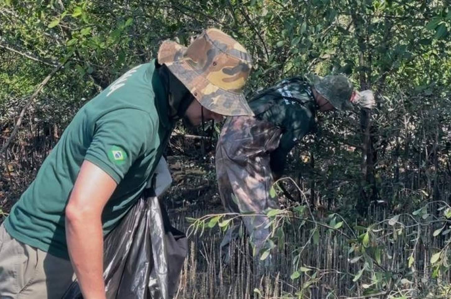 Mangue-maçã asiático avança no litoral paulista e ameaça ecossistema