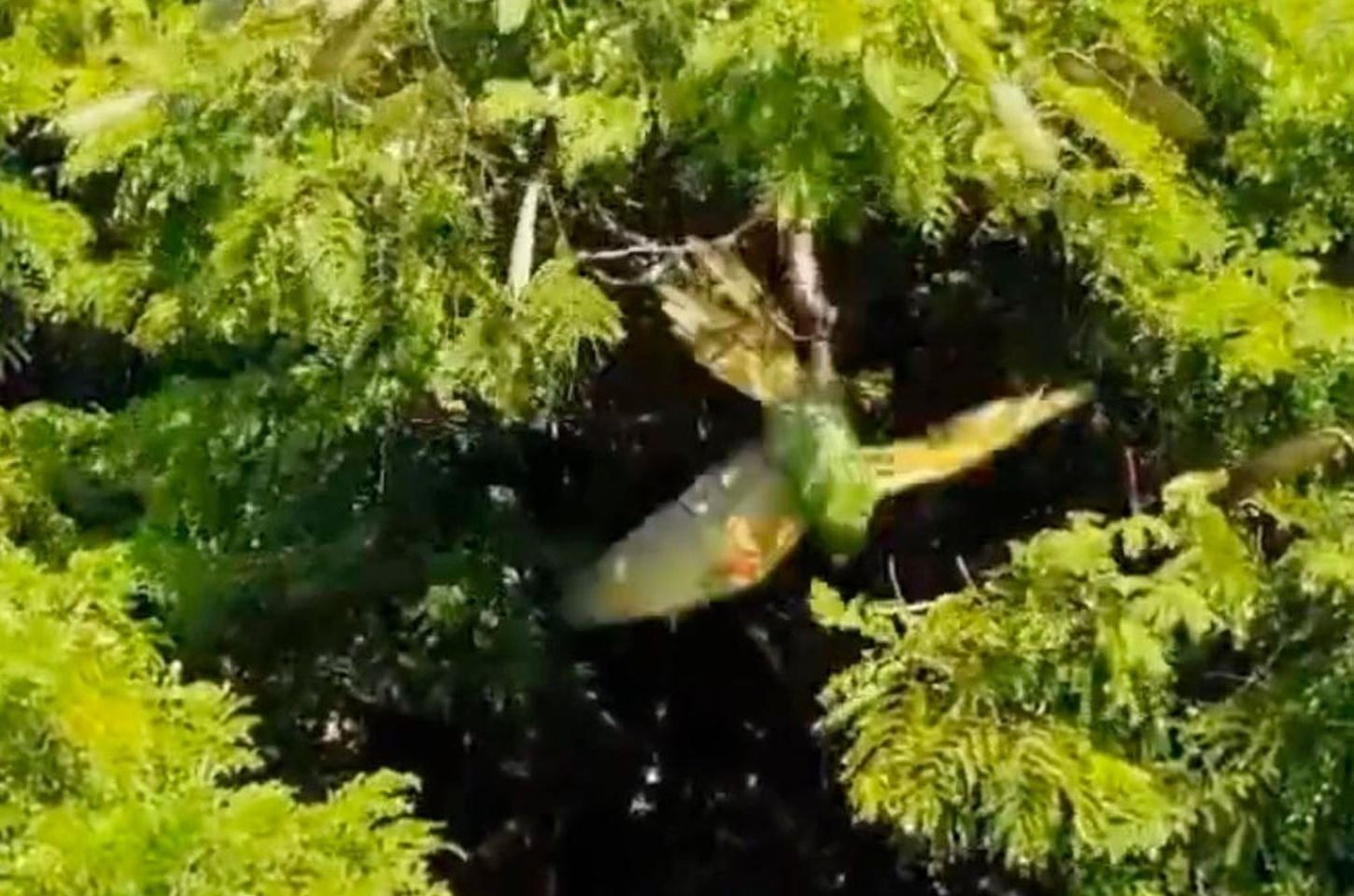 Maritaca presa por linha de pipa em árvore de 20 metros é resgatada em Apucarana