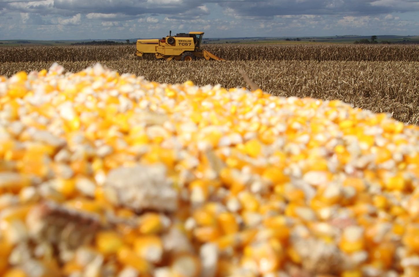 Milho avança e se consolida como principal cultura do Paraná em 2025