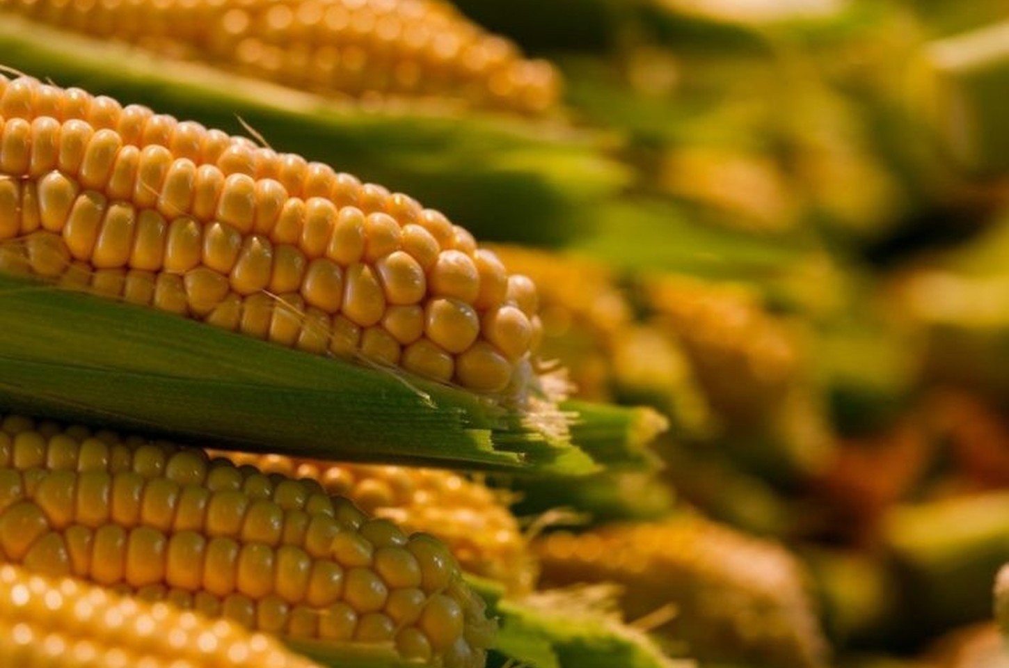 Milho paulista atinge R$ 4 bilhões e se consolida como potência agrícola