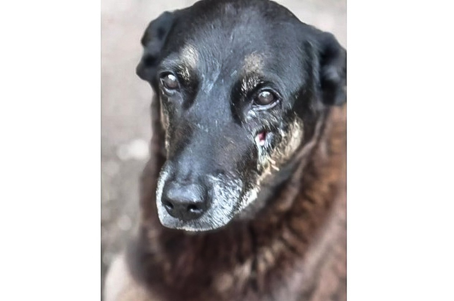 Mp de Santa Catarina conclui que cão Orelha morreu por doença, não por agressão