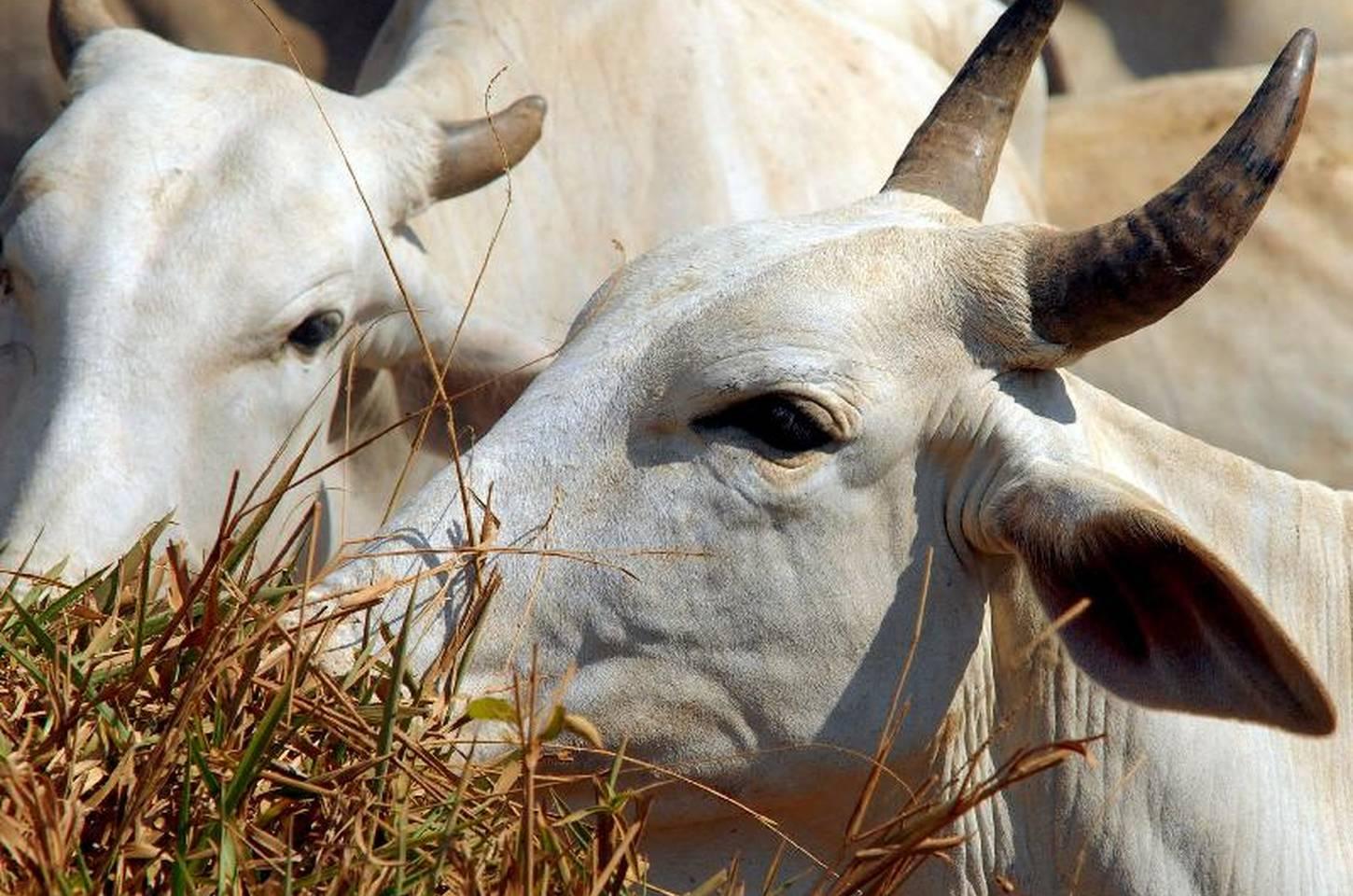 Navio com vacas à deriva expõe crueldade do comércio de animais vivos
