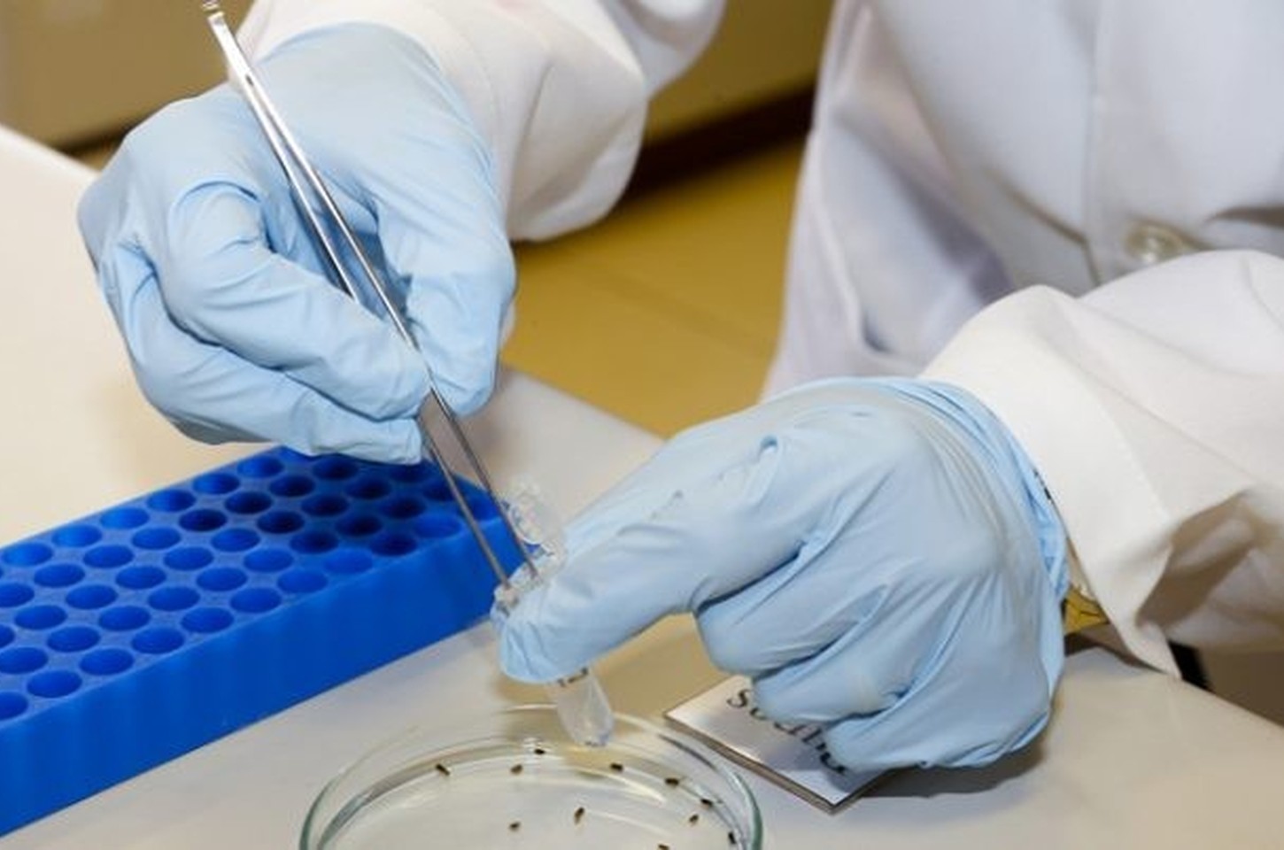 Neuroimunoma: USP descobre rede de genes que conecta cérebro e defesa do corpo