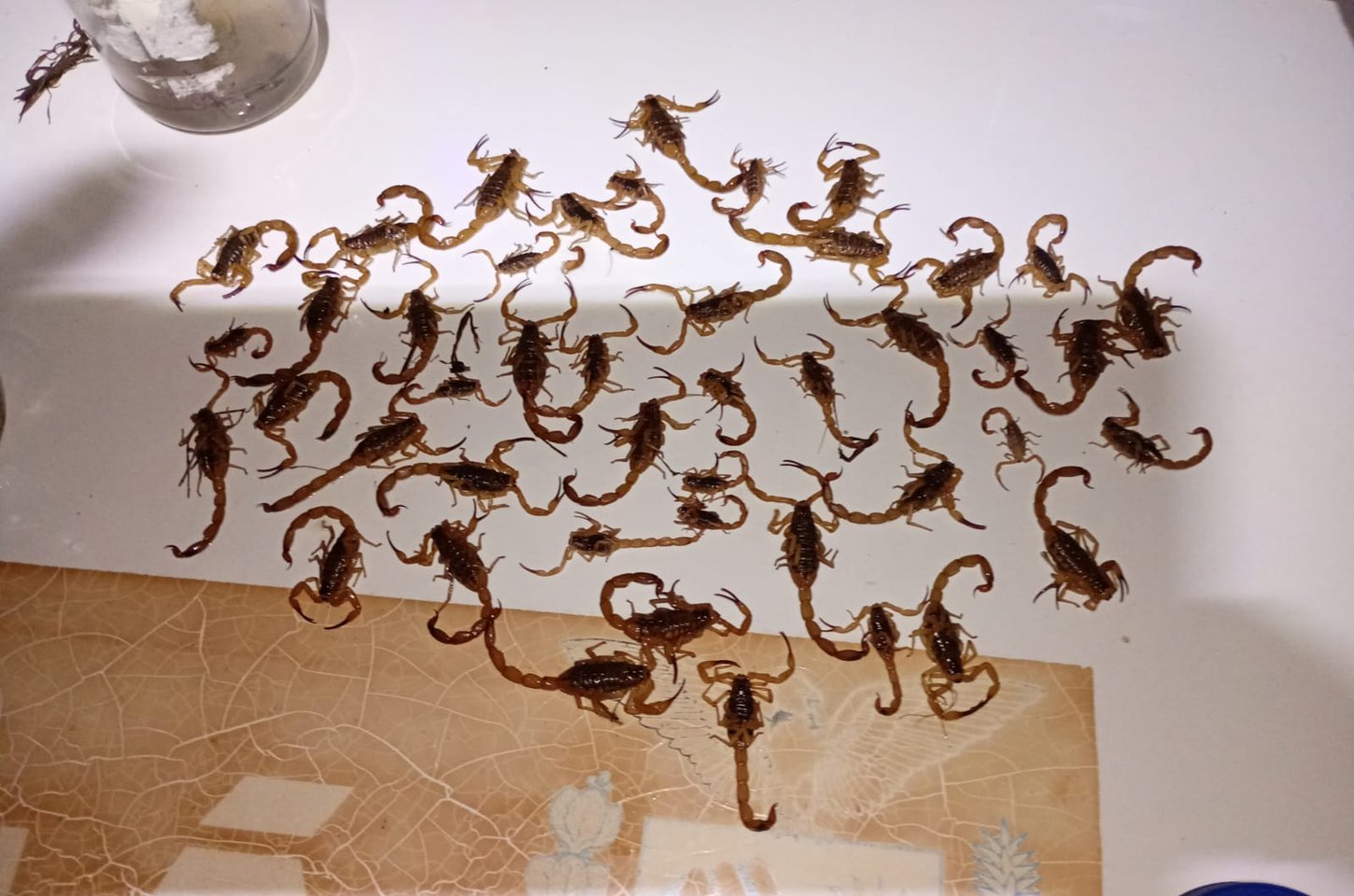 Norte pioneiro do Paraná enfrenta infestação de escorpiões com mais de 5 mil capturas