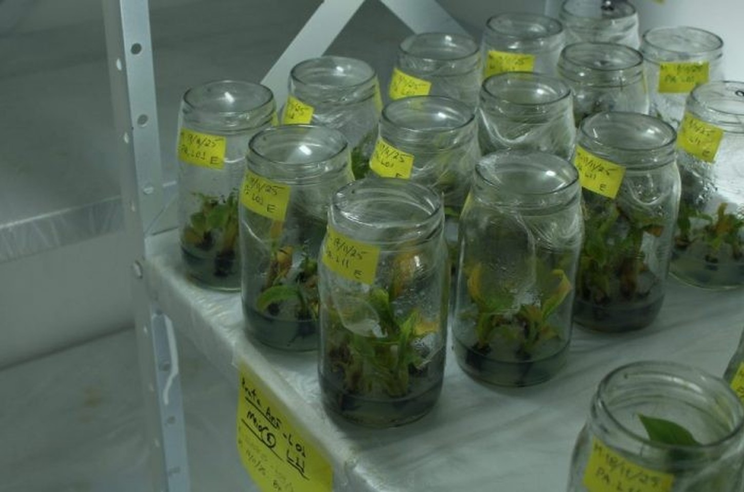 O laboratório que dá origem às frutas da sua mesa