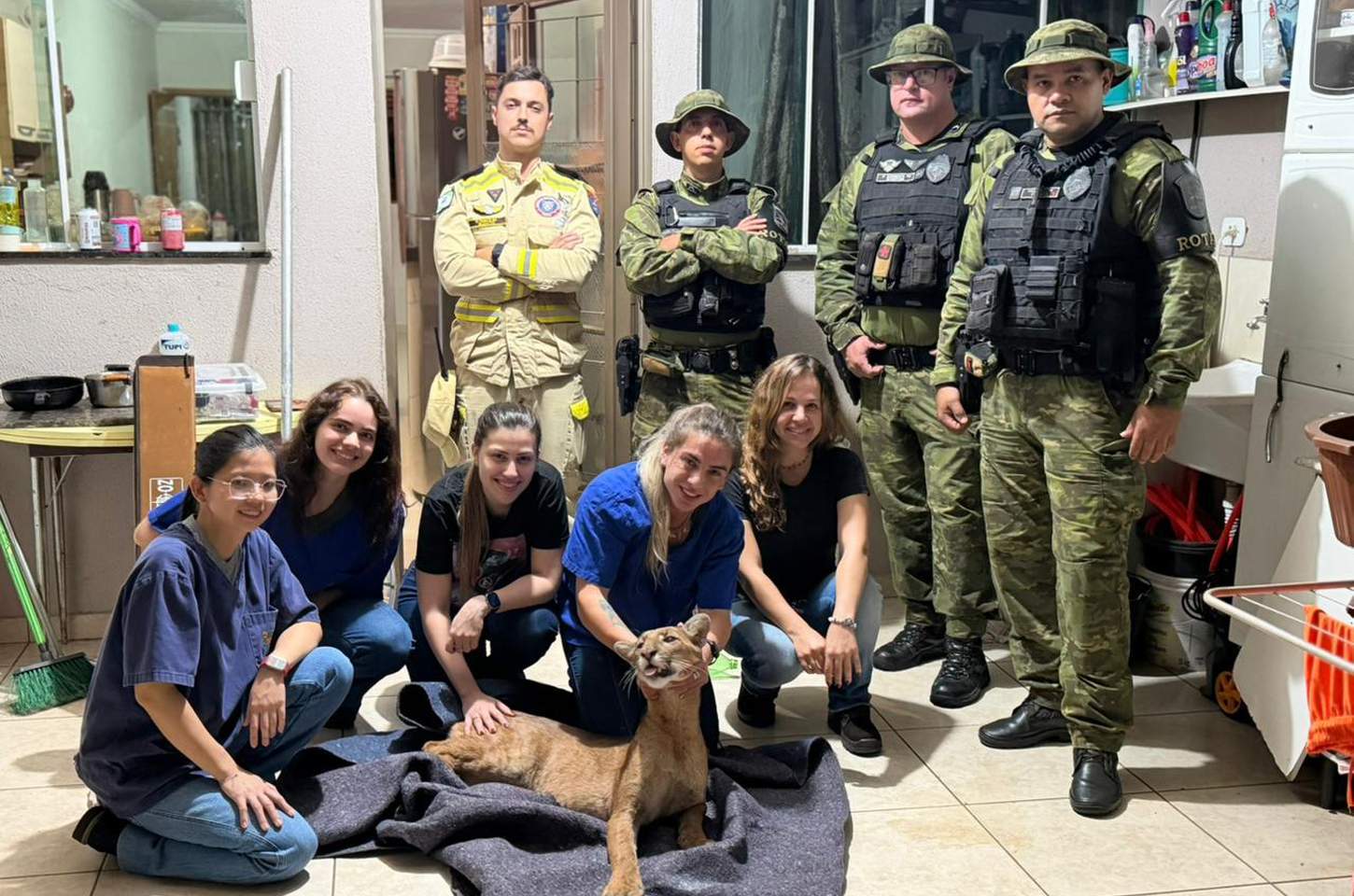 Onça-parda resgatada em área urbana de Maringá passa por recuperação