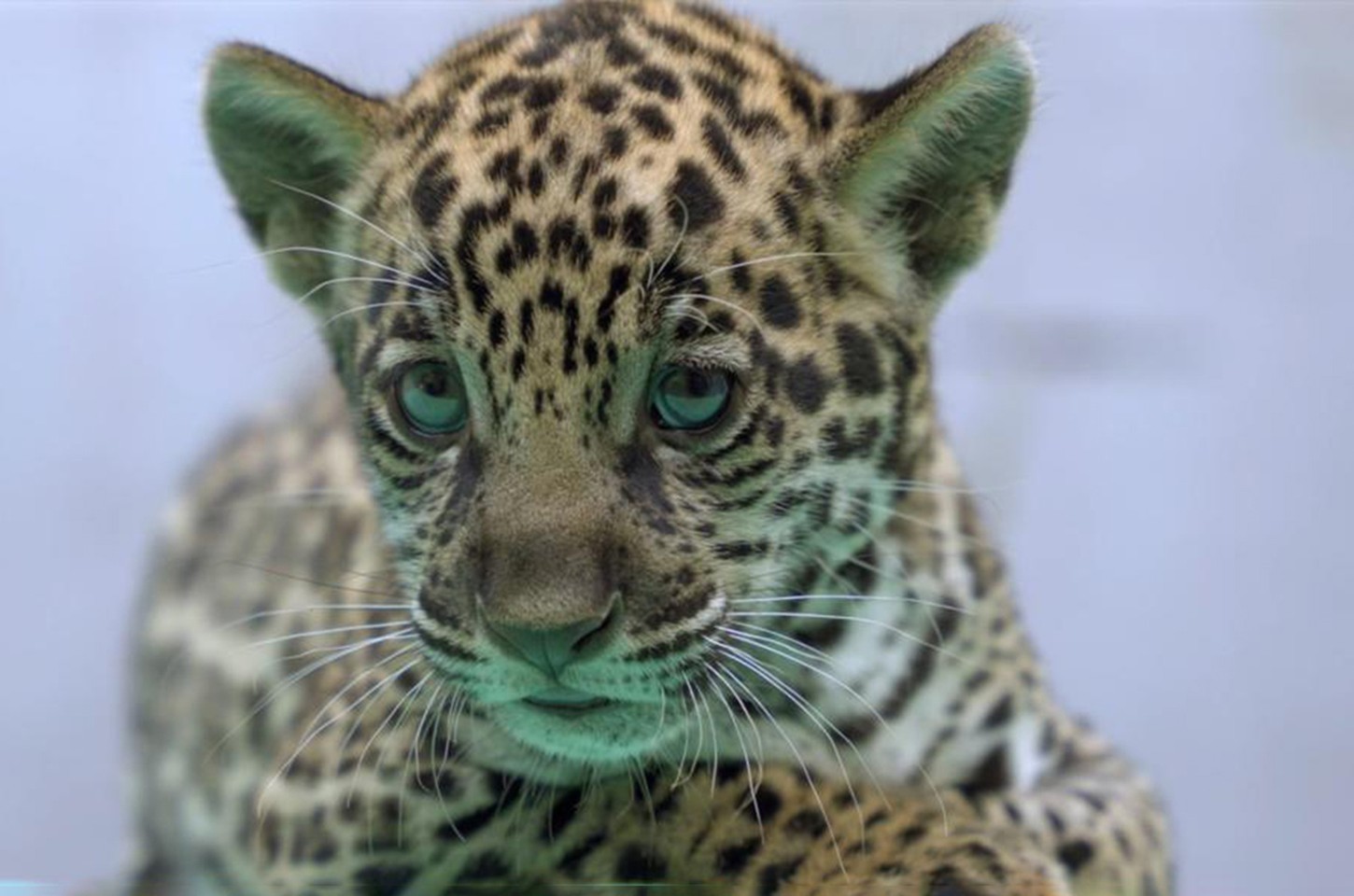 Onça-pintada Xingu nasce no BioParque Vale Amazônia no Pará
