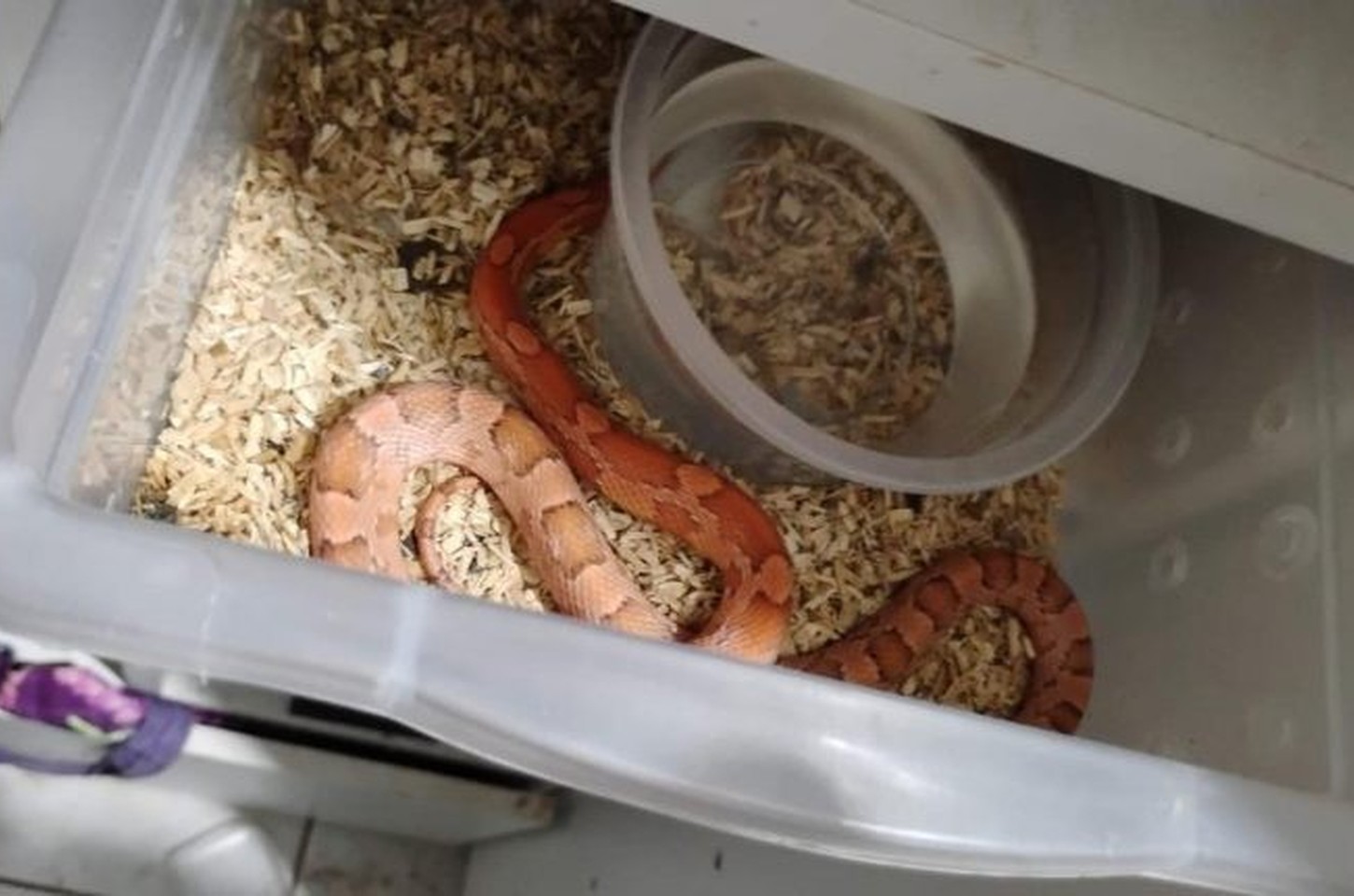 Operação 'Corn Snake' apreende 41 cobras e 264 ovos no interior de SP