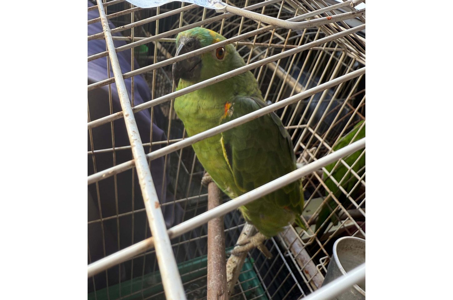 Operação no Paraná resgata 36 aves e prende homem por criação ilegal