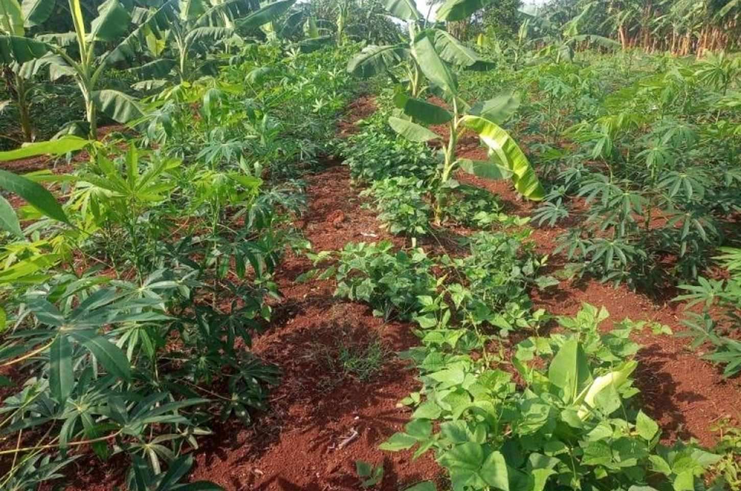 Orgânicos ganham força em SP com crédito e apoio técnico