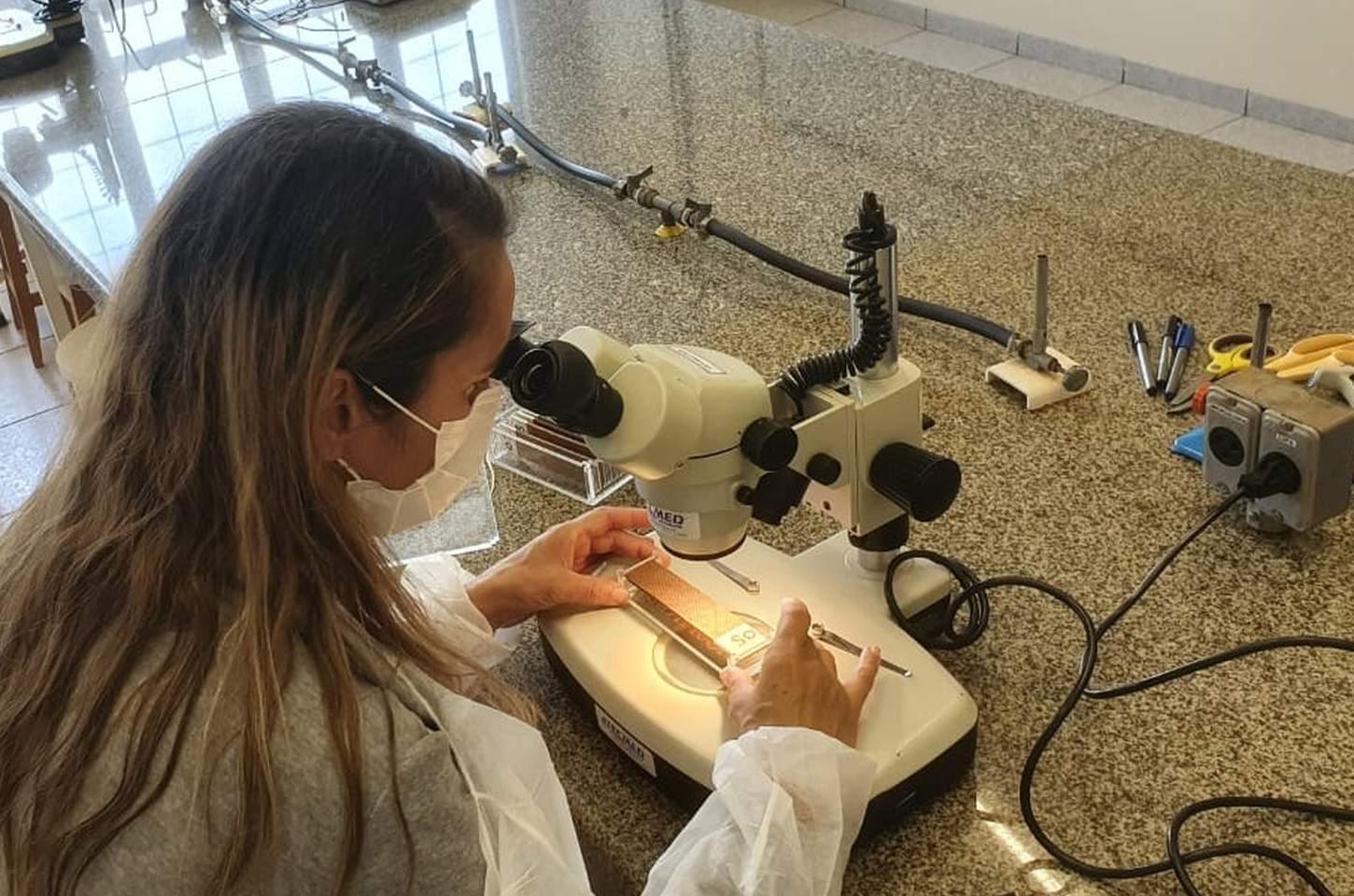 Ovitrampas viram aliadas de baixo custo contra a dengue no Paraná