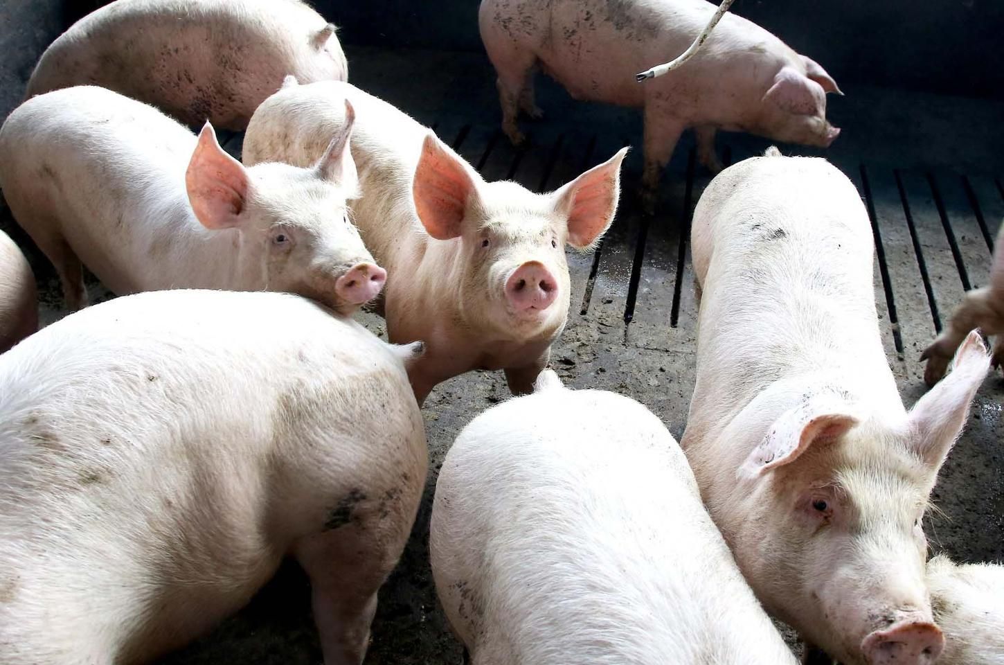Paraná bate recorde histórico na exportação de carne suína em 2025