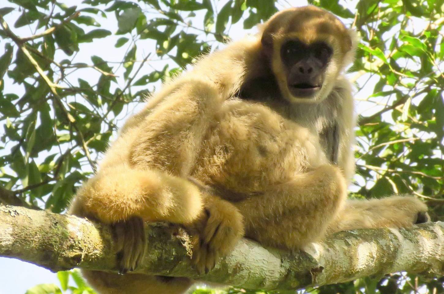 Paraná cria nova unidade de conservação para proteger mono-carvoeiro