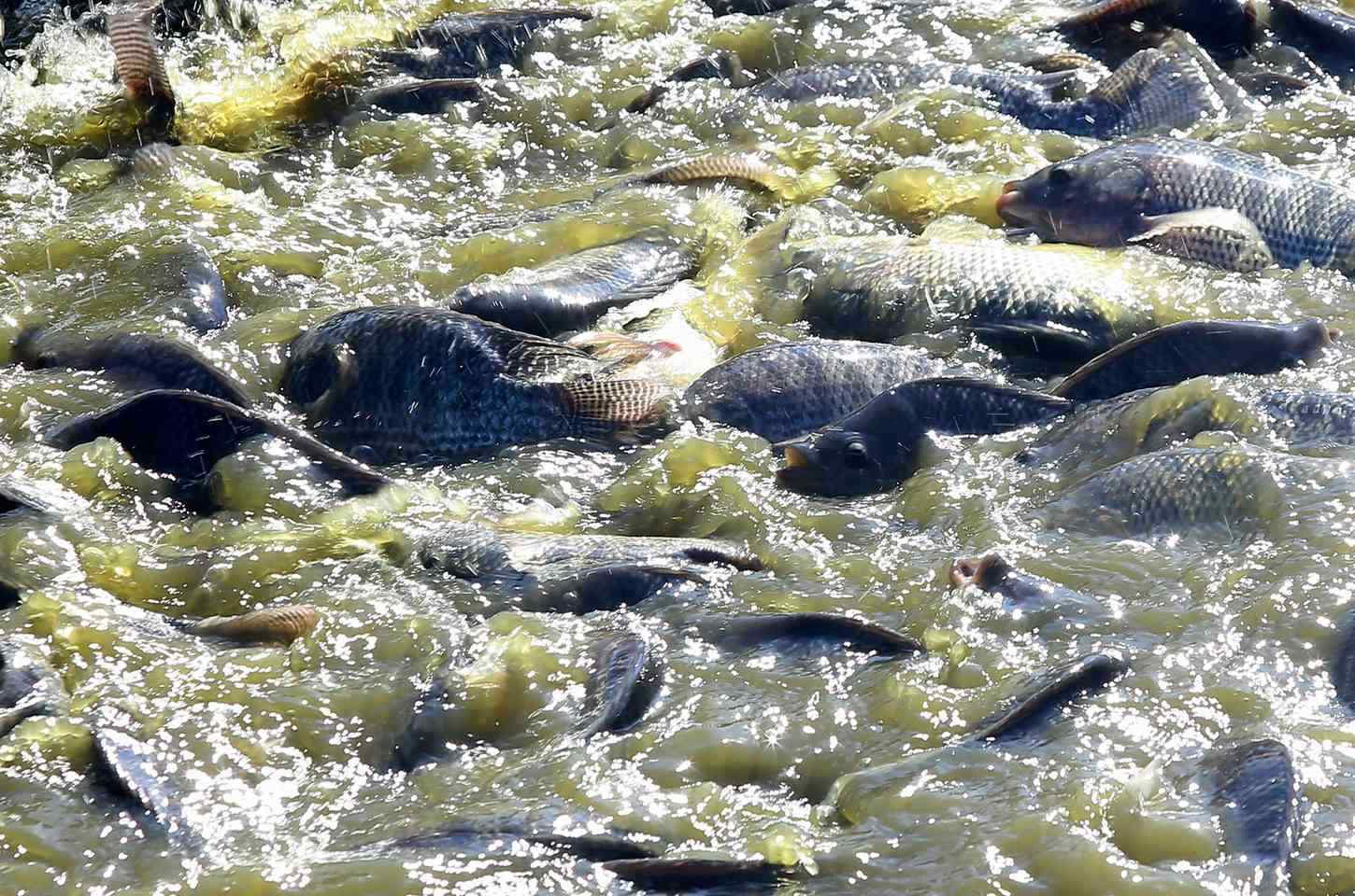 Paraná desonera insumos da piscicultura e urucum para fortalecer setores