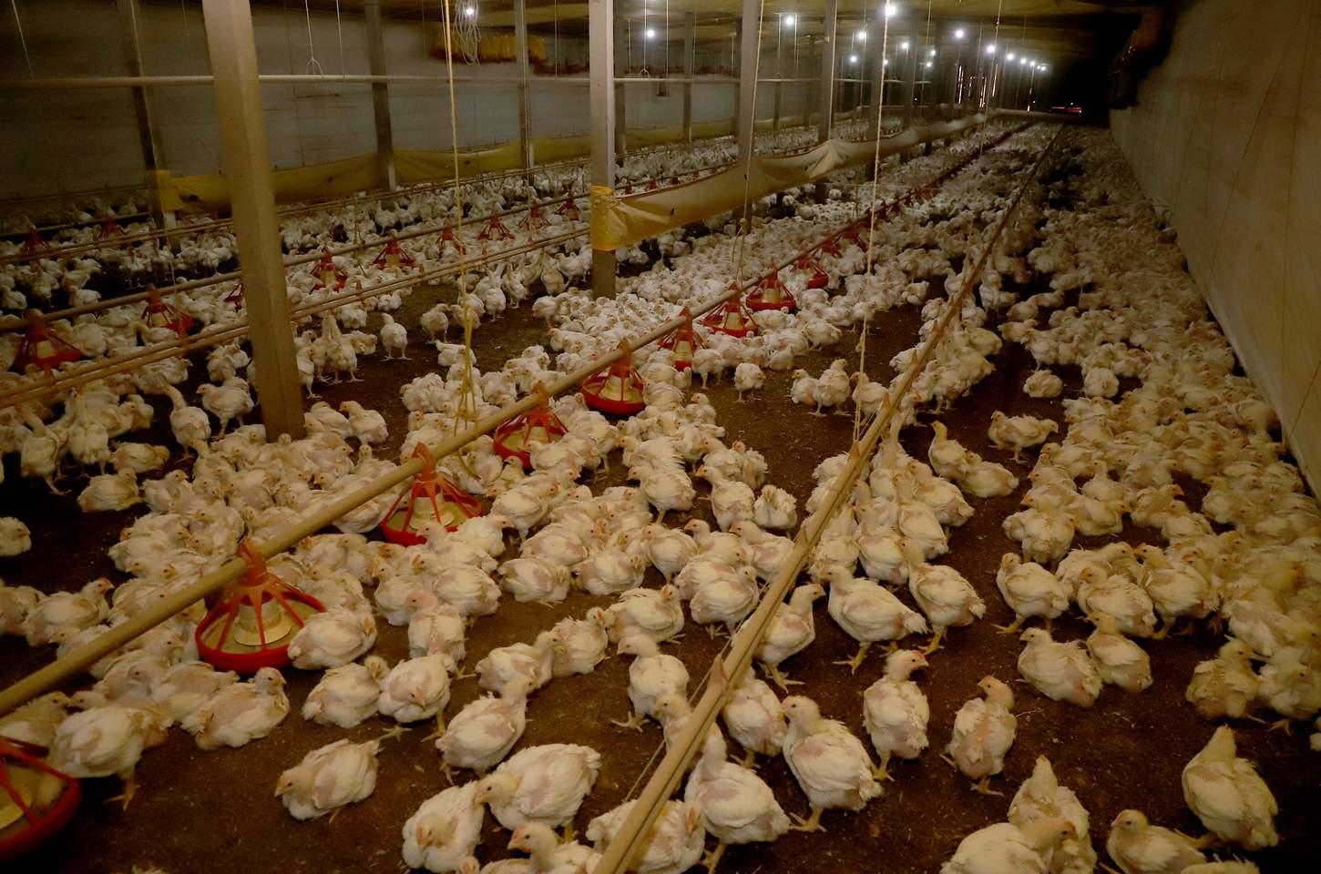 Paraná e Seara investem R$ 475 milhões na cadeia do frango