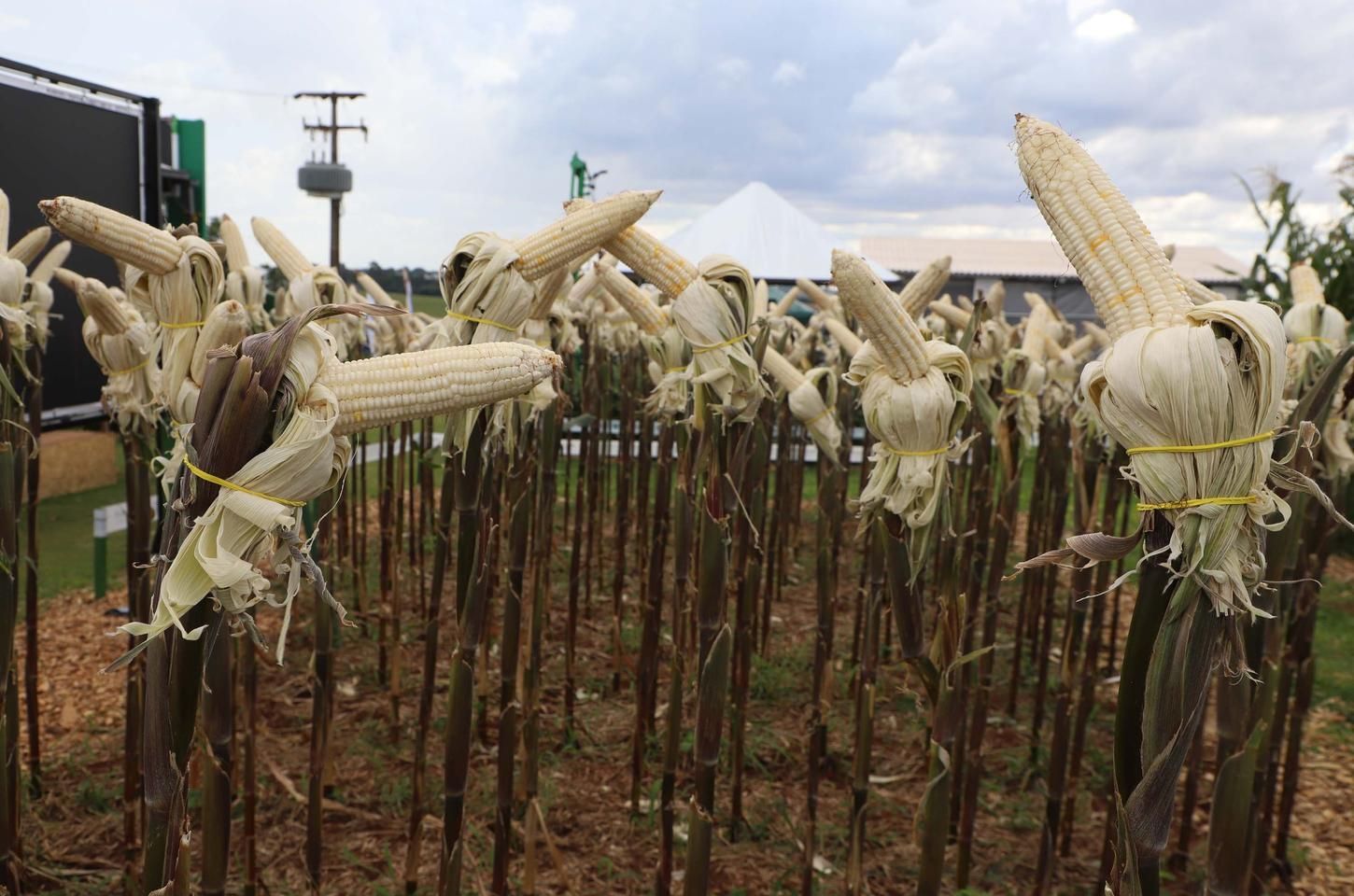 Paraná lança novas variedades de mandioca e milho para fortalecer agroindústria