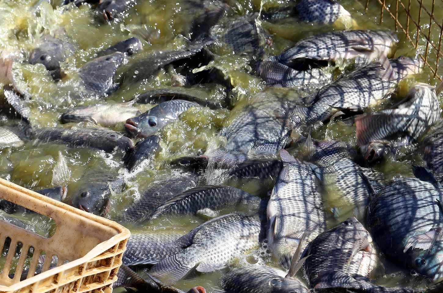 Paraná lidera produção de pescados cultivados no Brasil