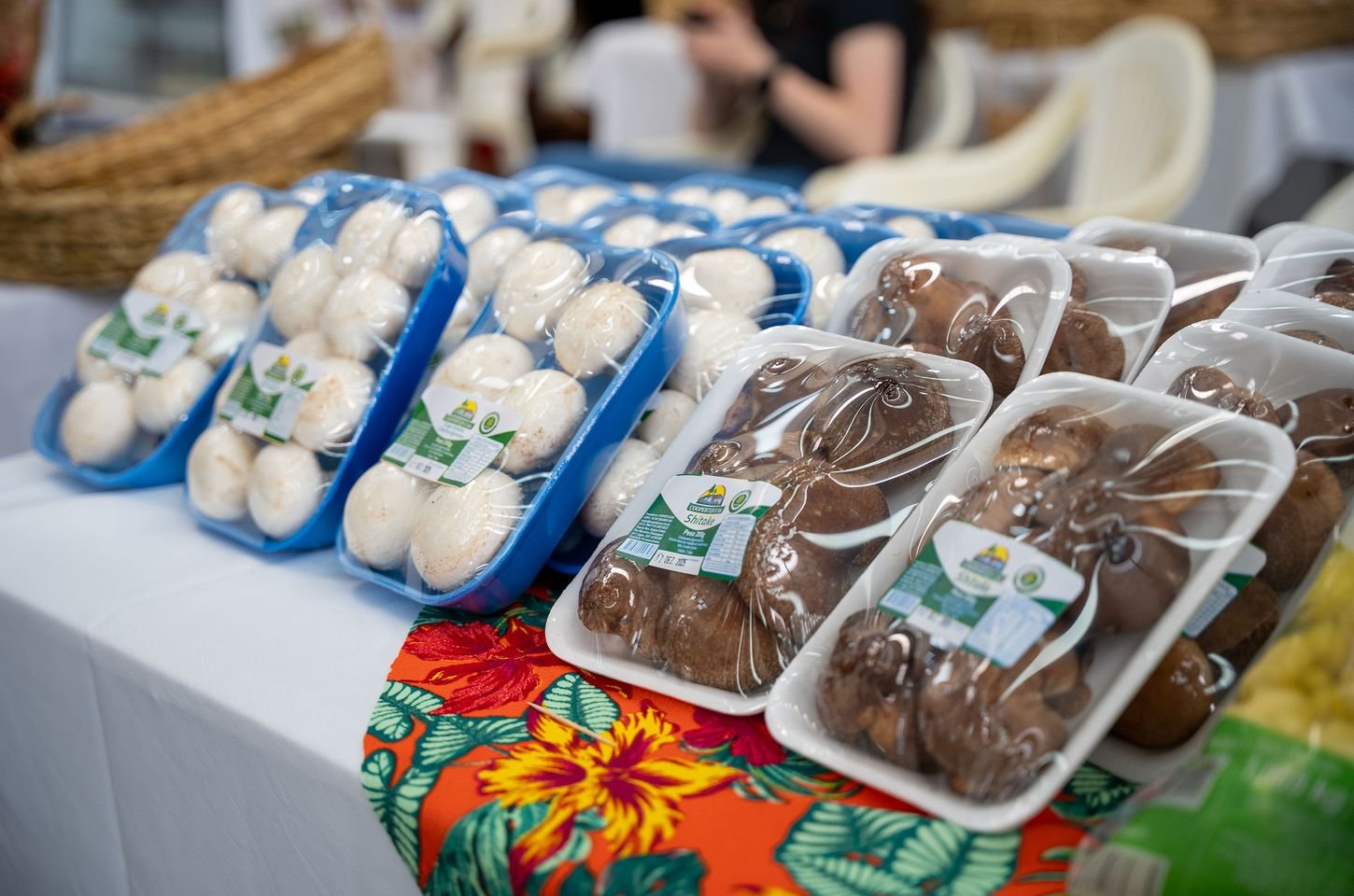 Paraná se consolida como potência nacional na produção de cogumelos