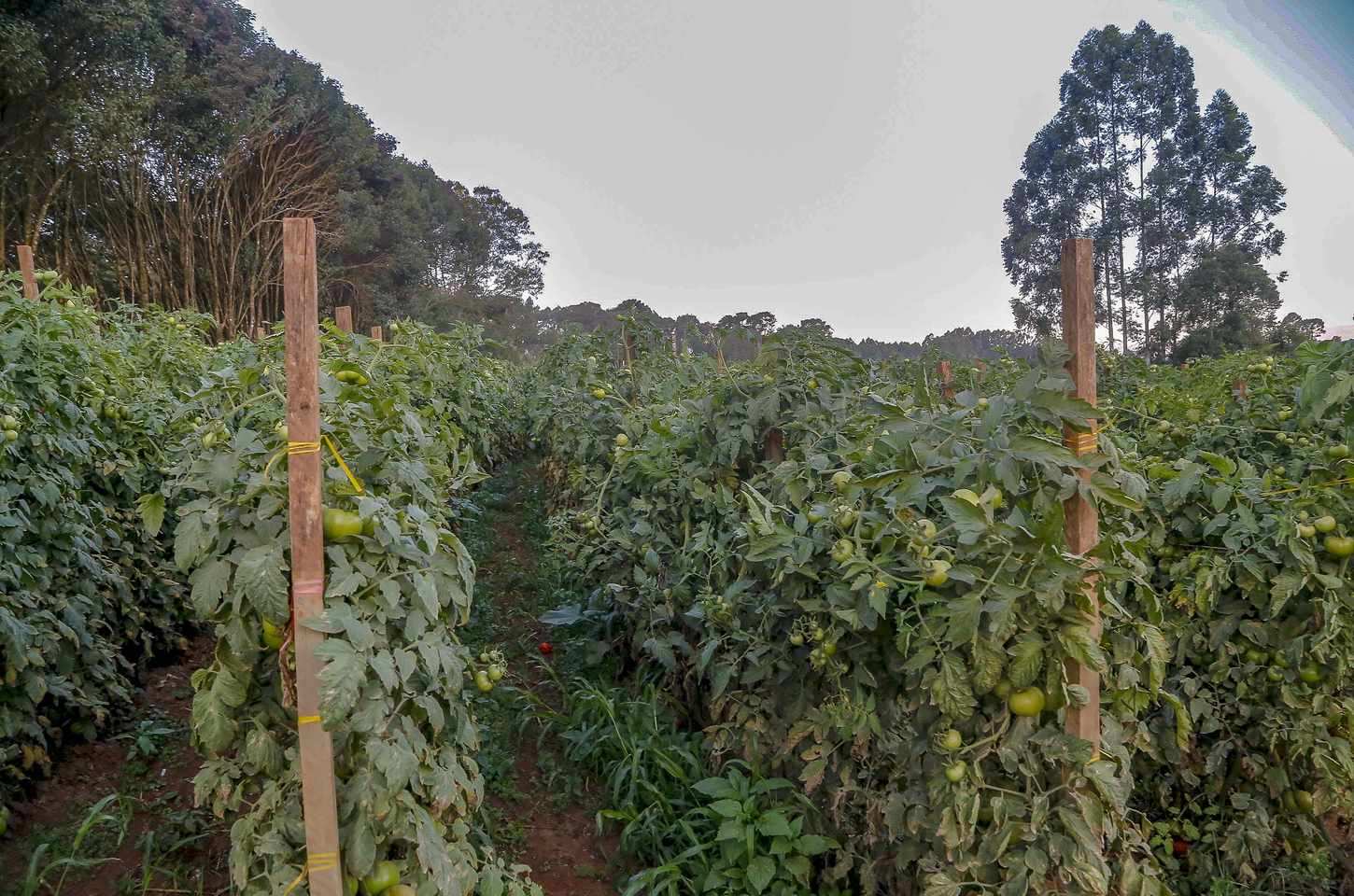 Paraná se destaca na criação de coelhos e codornas, aponta boletim