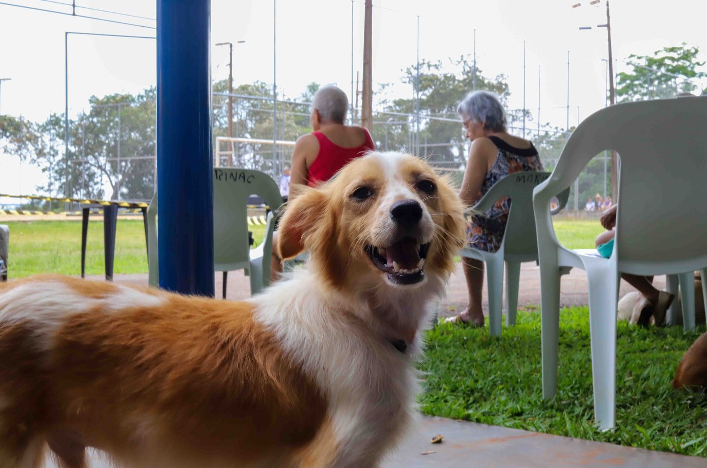 Paraná terá praças revitalizadas com foco em pets e comunidade