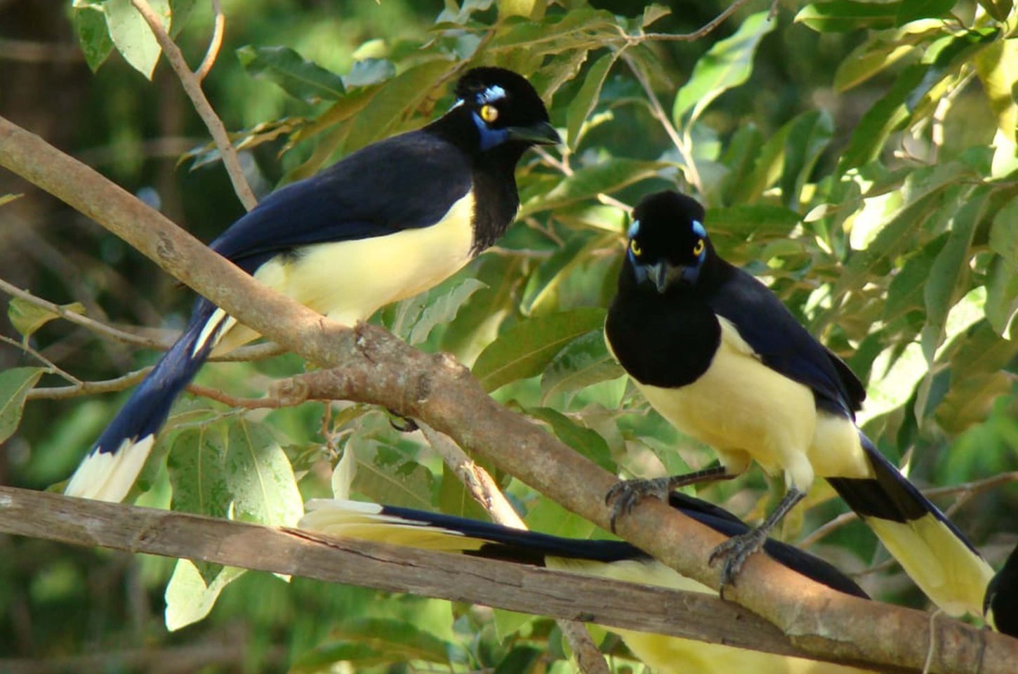 Parque de Vila Velha estreia observação de pássaros com guia especializado