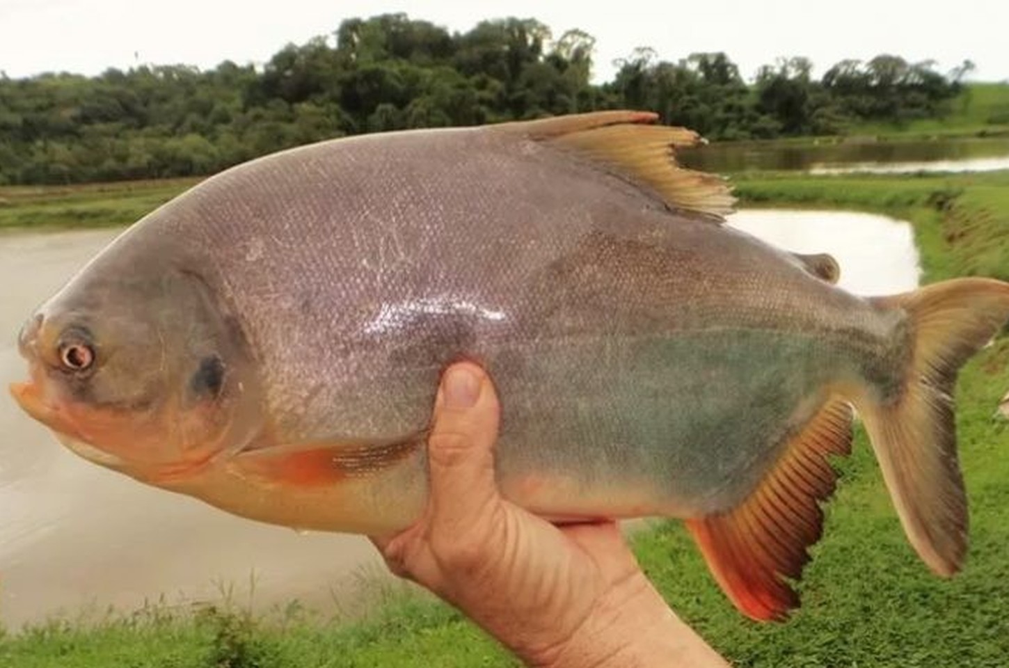 Pele de peixe amazônico vira embalagem sustentável para alimentos