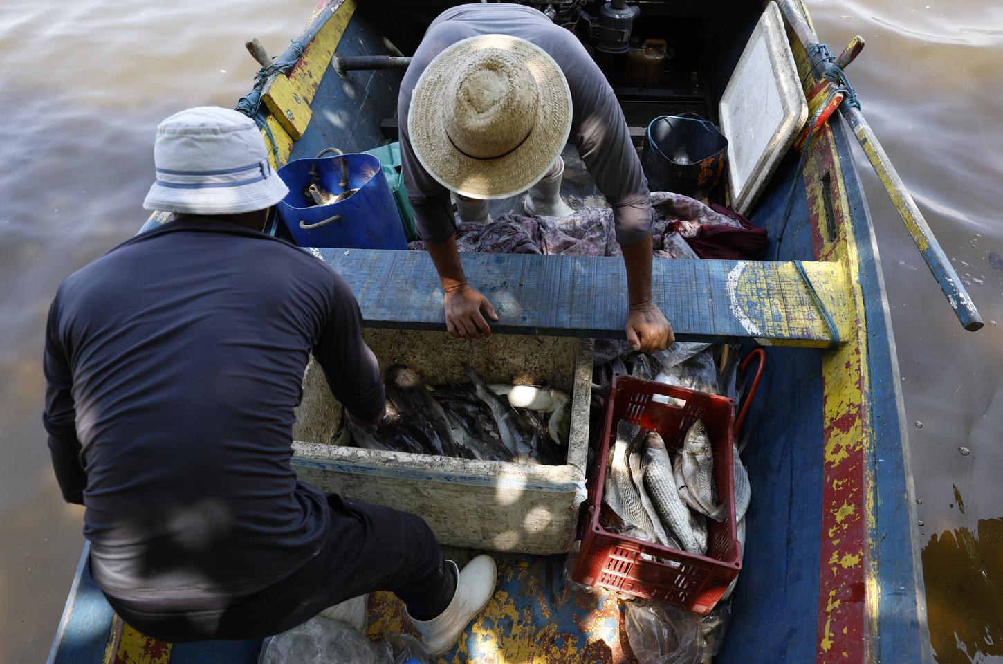 Pesquisa da UFF detecta mercúrio em peixes da Baía de Guanabara