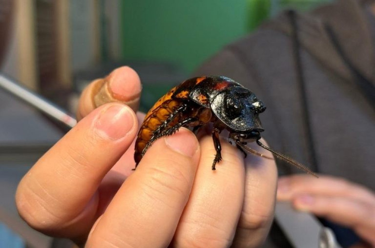 Planeta Inseto: o museu gratuito que encanta famílias em São Paulo
