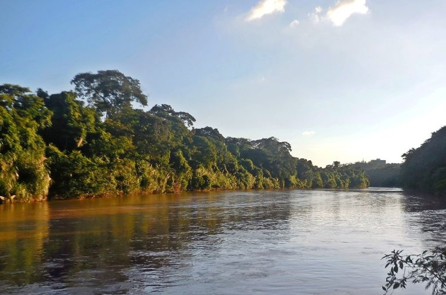 Planta aquática pode reduzir antibióticos em peixes do rio Piracicaba