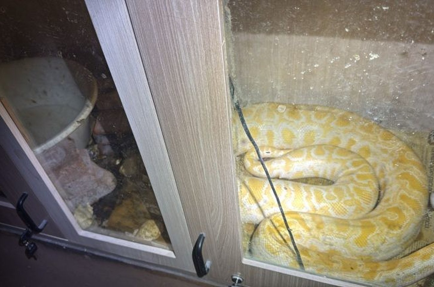 Polícia Civil de SP resgata mais de 230 animais de comércio clandestino