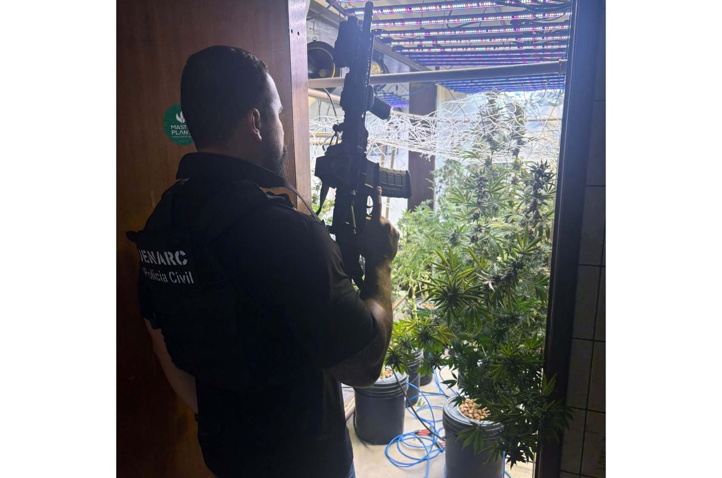 Polícia desmonta laboratório de cultivo de maconha em Curitiba
