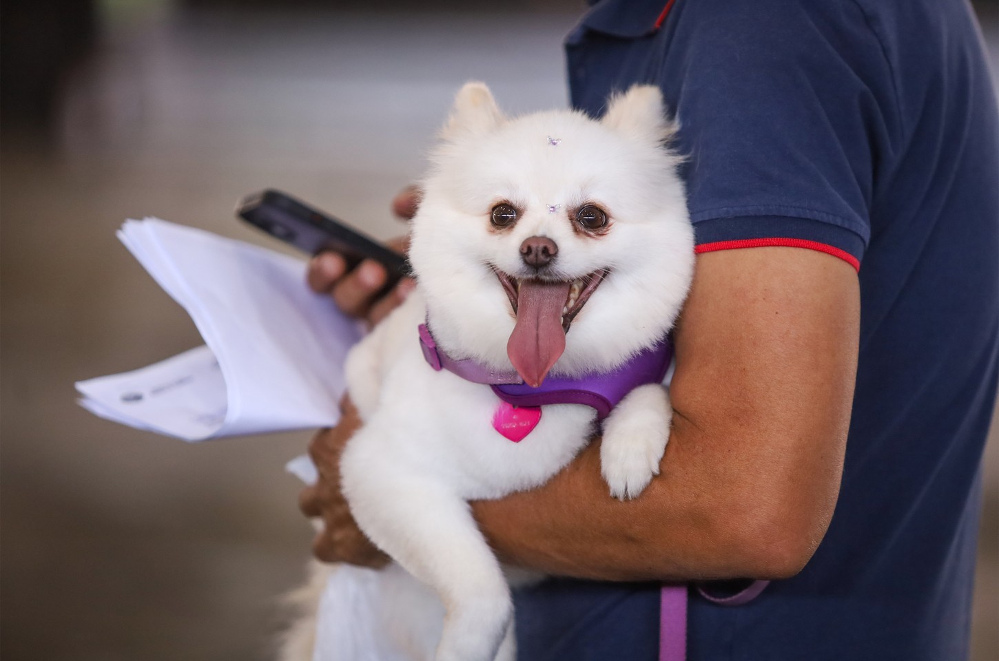 Prazo para inscrições no Conselho Estadual de Direitos Animais é prorrogado
