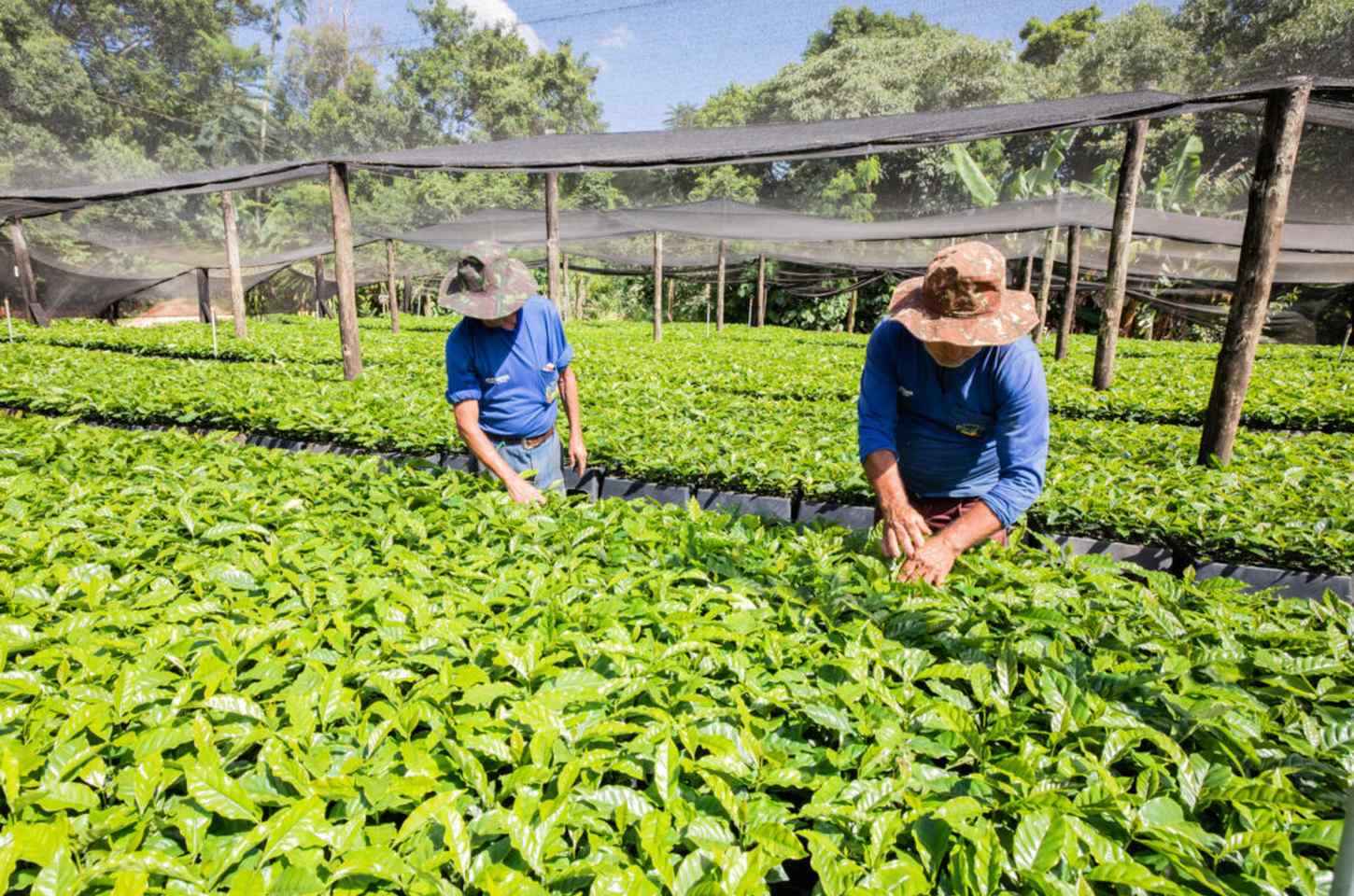 Prefeitura de Apucarana inicia entrega de 130 mil mudas de café subsidiadas a agricultores