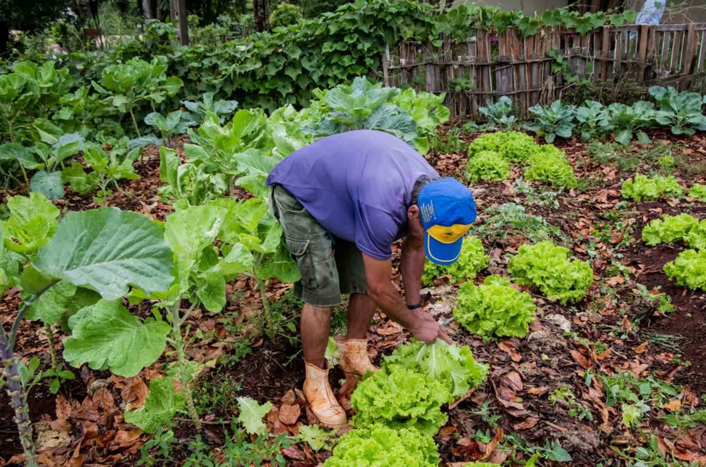 Prefeitura e IDR-PR promovem 3º Dia de Campo sobre Olericultura Orgânica em Apucarana