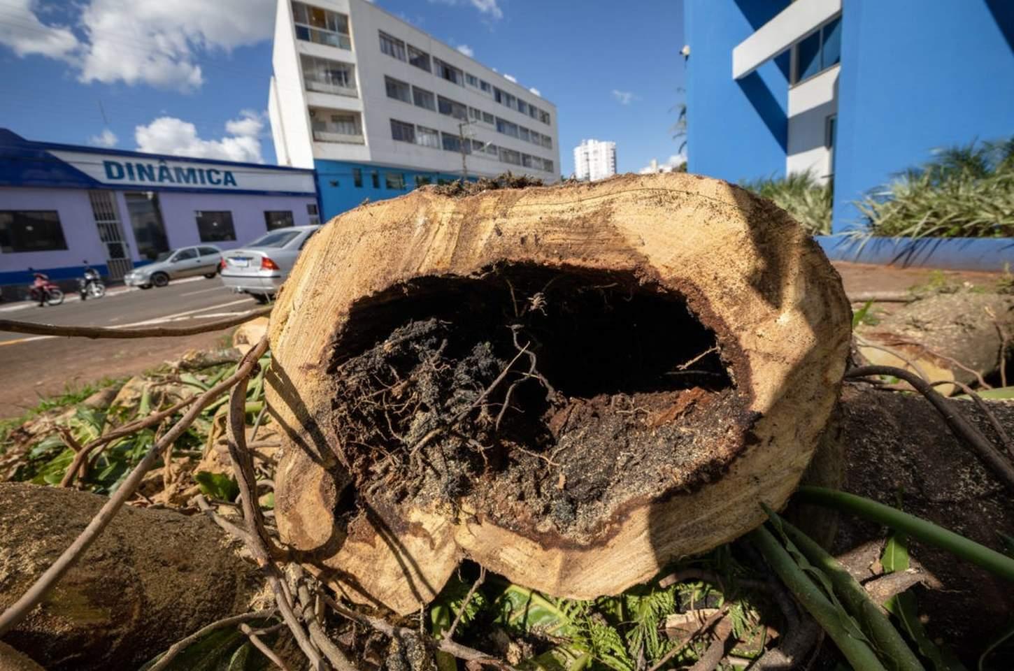 Prefeitura remove árvores condenadas no Centro Cívico para garantir segurança da população