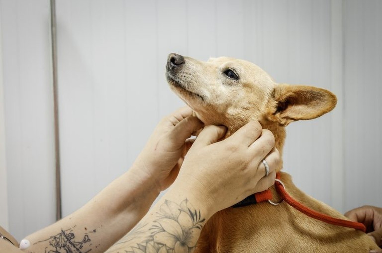 Pro Pet SP retoma mutirões de castração gratuita em São Paulo