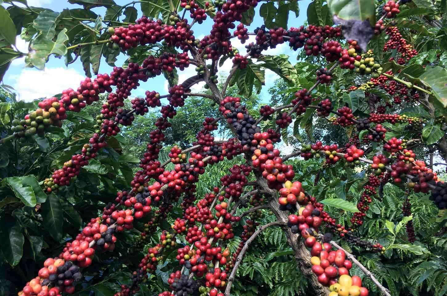 Produção de café no Brasil pode bater recorde histórico em 2026