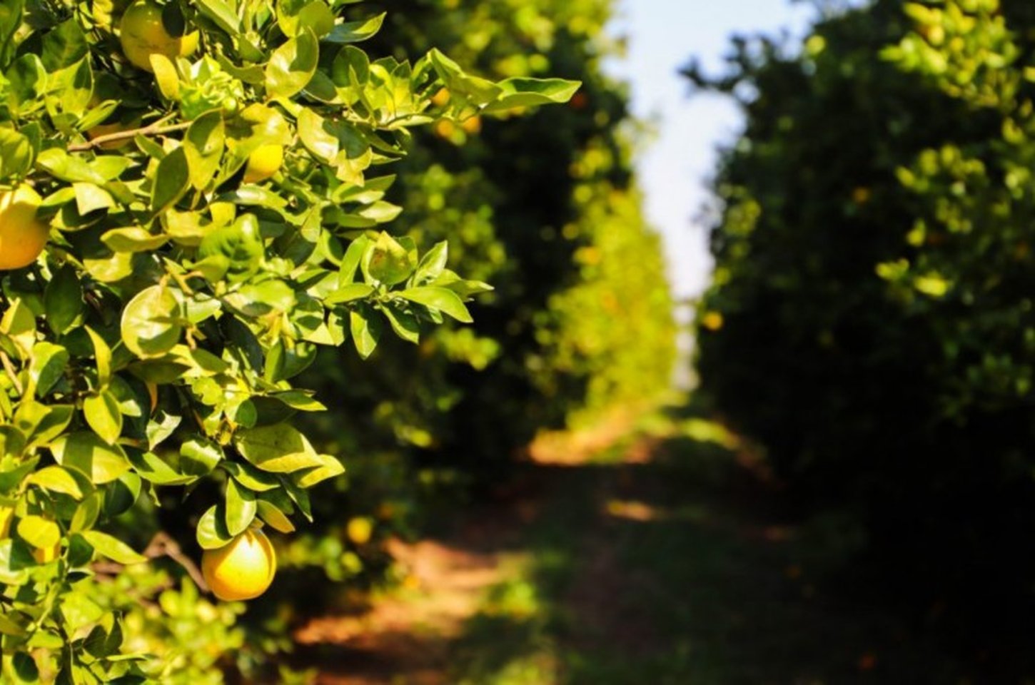 Produtores de citros de SP têm prazo para relatório de pragas