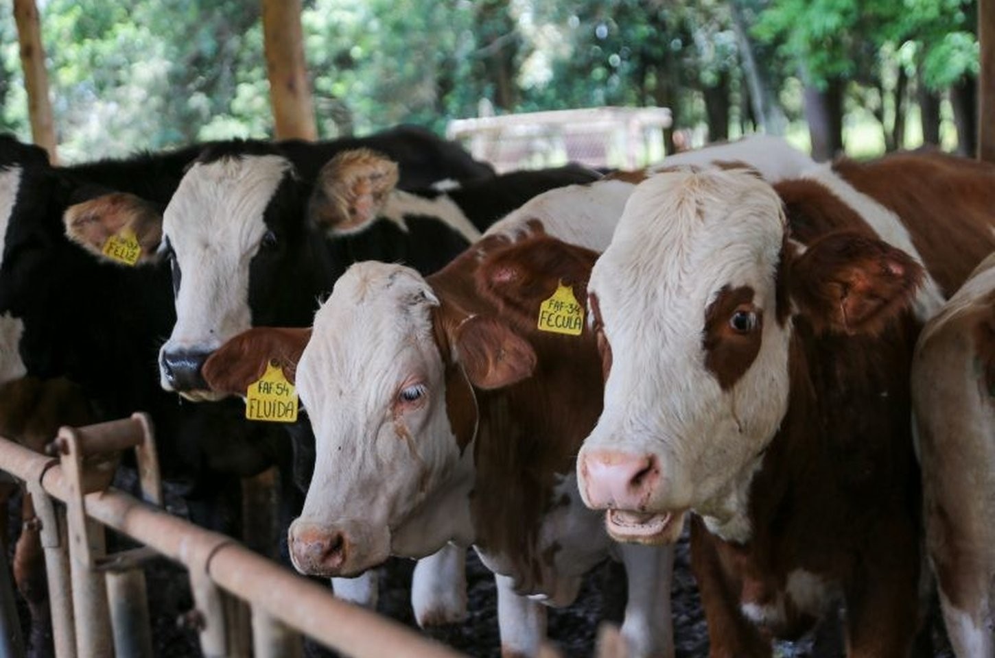 Produtores rurais devem atualizar rebanhos no GEDAVE a partir de segunda-feira
