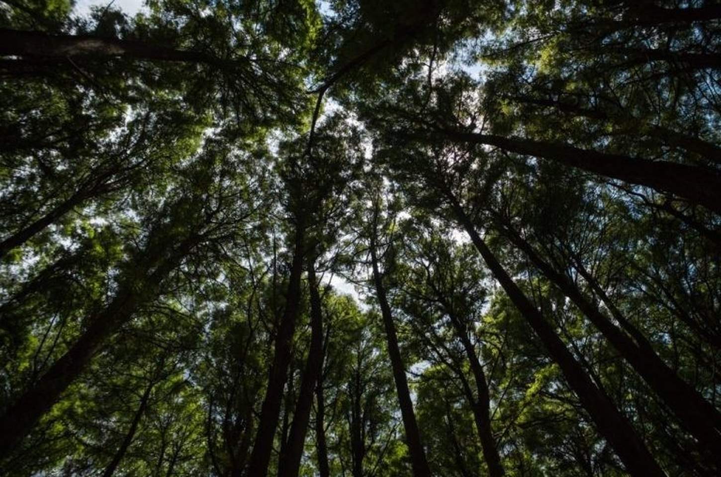 Programa SP + Verde recupera área equivalente a 2 mil campos de futebol