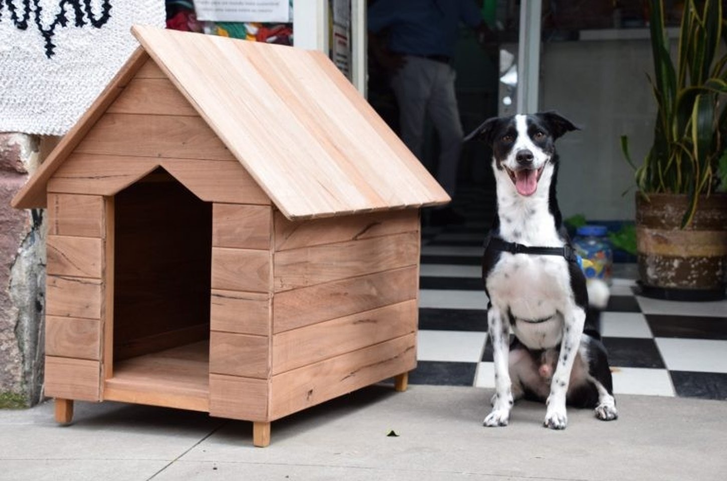 Projeto une proteção animal e ressocialização em São Paulo