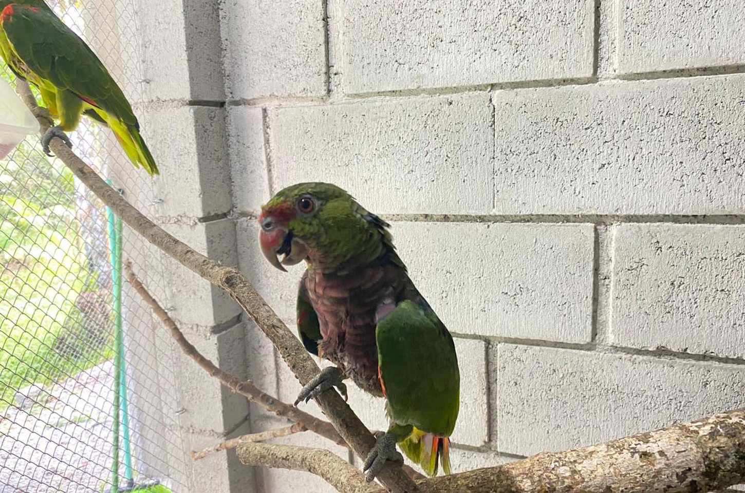 Pronto atendimento para animais silvestres no litoral do Paraná