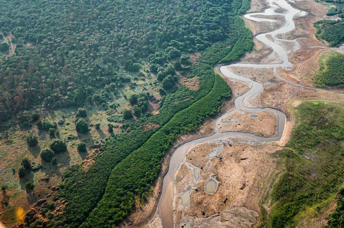 Propostas para o ProFloresta+ superam expectativas do BNDES e Petrobras