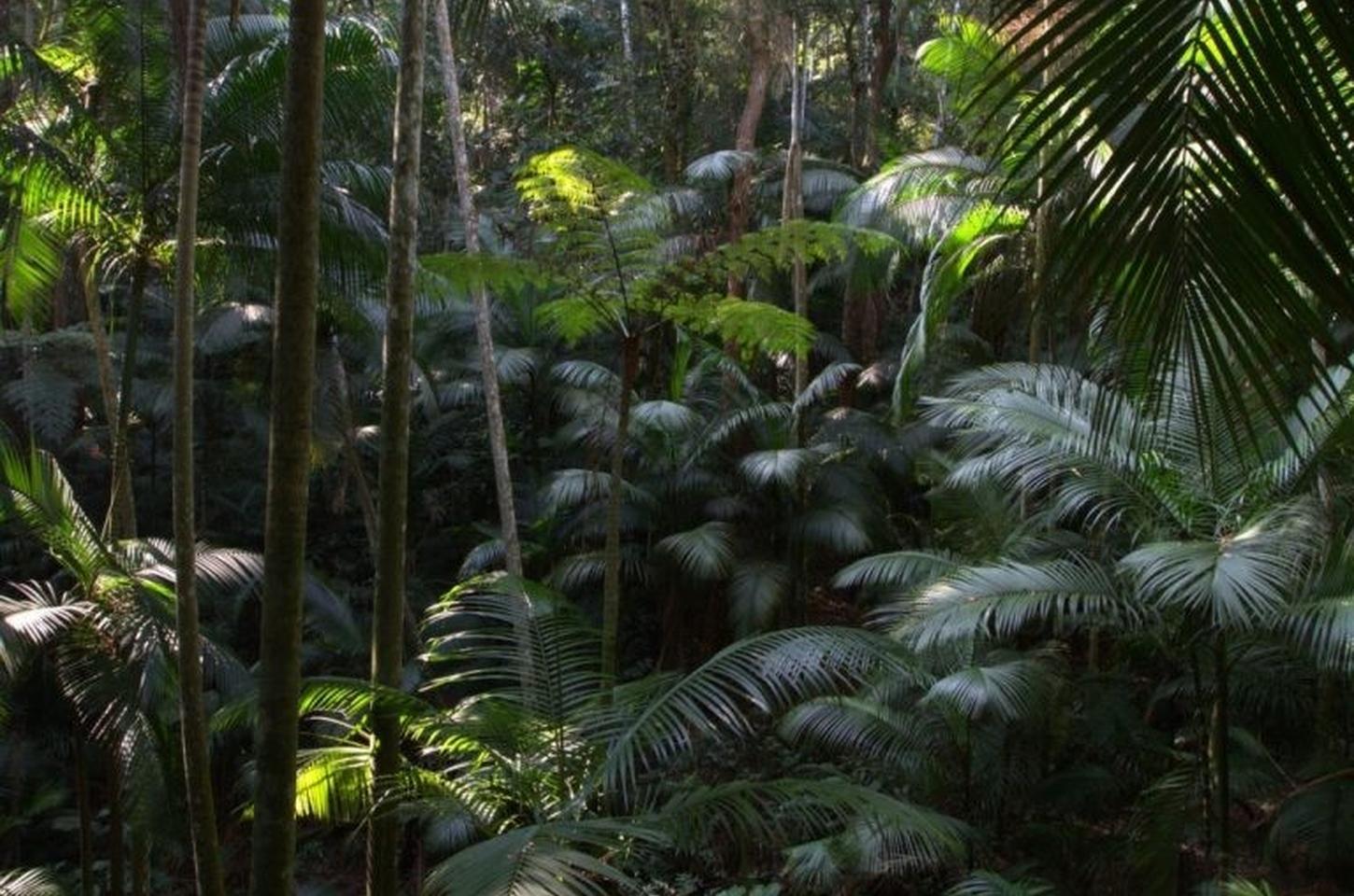 Refloresta-SP capacita instituições para restaurar áreas degradadas em todo o estado
