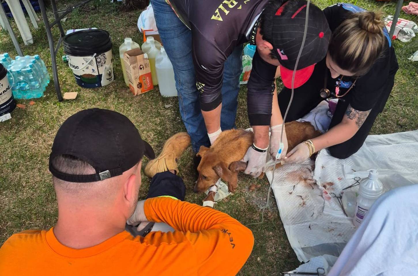 Remad atende 2,3 mil animais após tornado no Paraná