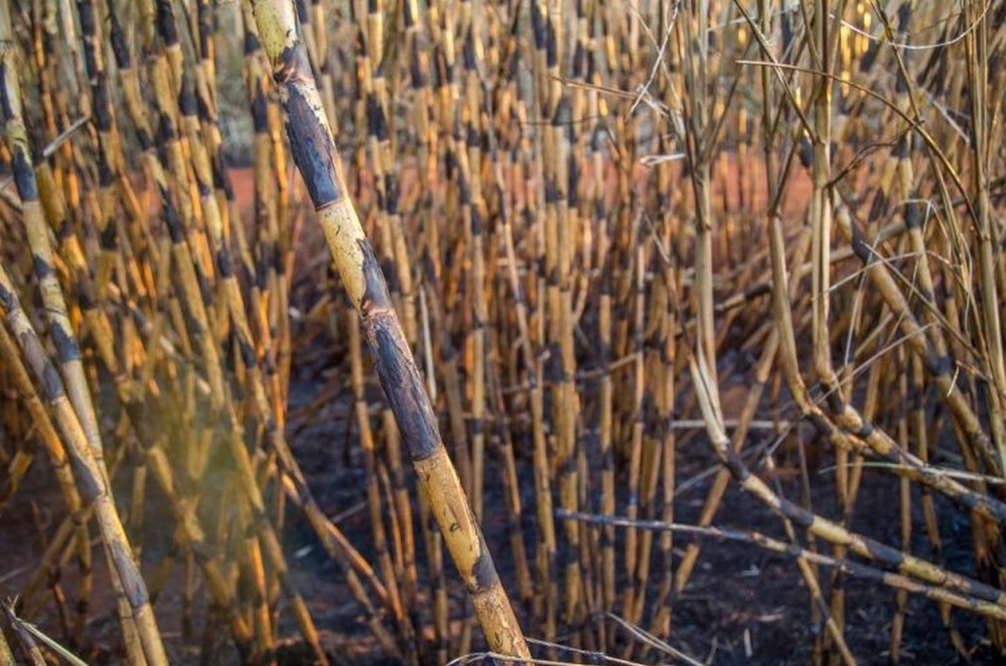 Resolução define regras para queima controlada em atividades agrícolas em SP